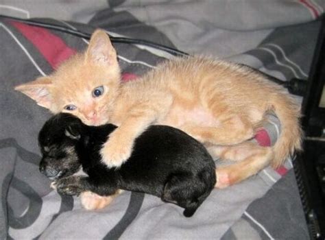 Both kittens and puppies are cute, but what makes puppies even more adorable are their playful personalities. Kitten Hugs Puppy - 1Funny.com