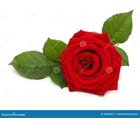 Single Red Rose Flower With Leaf Stock Photo 50026507 Megapixl