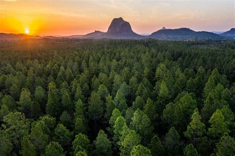 Image Of Pine Forest With The Glasshouse Mountains In The Background