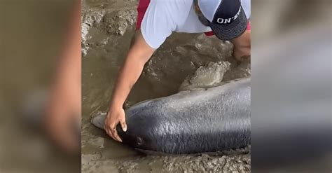 2 Fishermen Stumble Upon A Dolphin In Distress And Turn Heroes In South