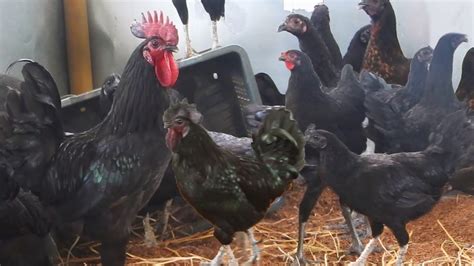 Kadaknath Murgi Cross Breeders Of Hen Farming Videos In Murgi World