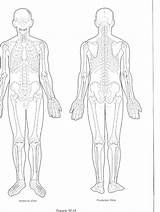 Each position is used in different medical. Muscle Diagram Blank | Human body diagram, Body diagram, Muscle diagram