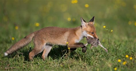 Mâconnais Le Renard Roux Dans Le Viseur Des Chasseurs