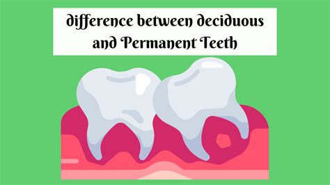 What Are The Key Differences Between Deciduous And Permanent Teeth