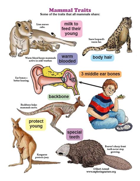 Mammal Traits Mini Poster K 2