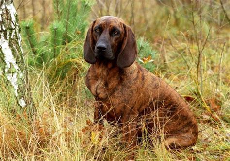 Hanoverian Scenthound Dog Breed Characteristic Daily And Care Facts
