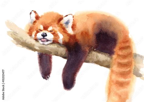 Watercolor Red Panda Sleeping On The Branch Hand Drawn Animal