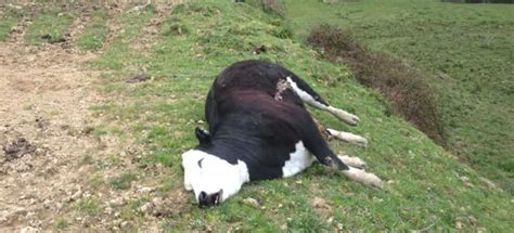 Eight Cows Die On Farm After 1080 Drop