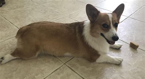 Half Sploot Corgi Sploot Corgi Sploot Corgi