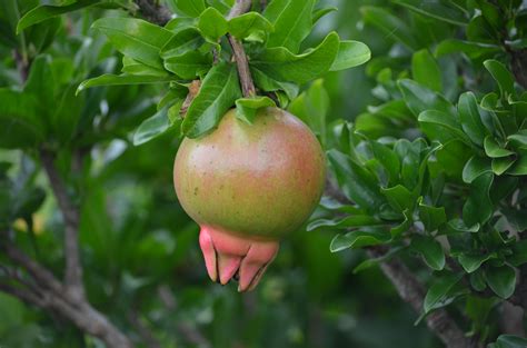 fruit trees that grow well in virginia fruit trees