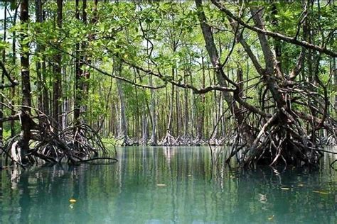 Political Instability Puts Myanmars Biggest Mangrove Forest At Risk