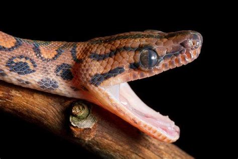 Top 10 Brazilian Rainbow Boa Facts A Snake With Rainbow Scales