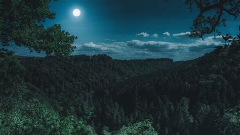 Dark Night Forest View 4k Photography Wallpapers Night Wallpapers
