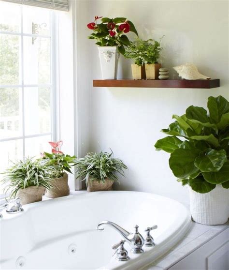 Where To Put Houseplants Bathroom Plants Bright Bathroom Indoor Plants