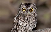 Whiskered Screech-Owl | Audubon Field Guide