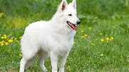 Las 8 razas más hermosas de perros blancos seducan.com