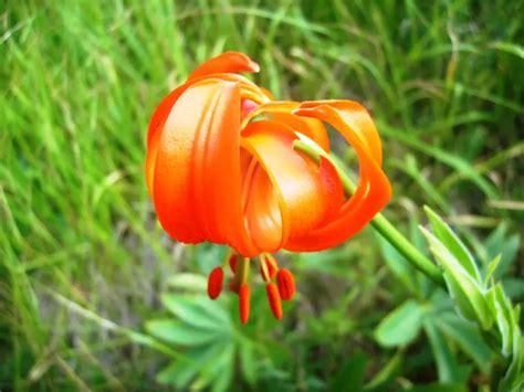 Flowers Native To Greece A Sea Of Color