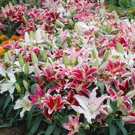 Oriental Lily Mix Bulbs Perennial Now Shipping Lily Bulbs