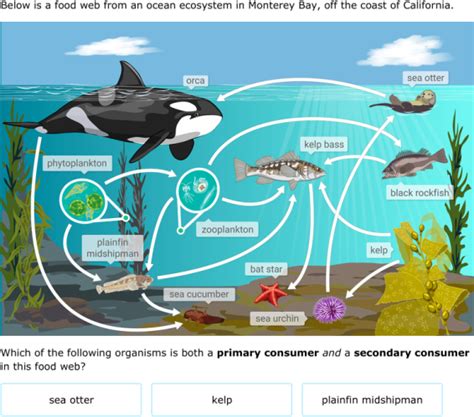 40 Food Chain 5th Grade Search Lesson Plans