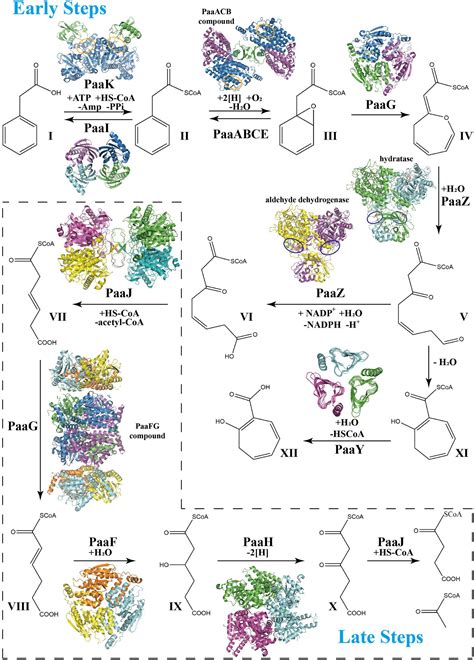 Frontiers Progress In Structural And Functional Study Of The