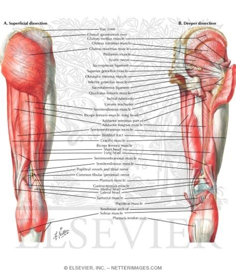 In human anatomy, the muscles of the hip joint are those muscles that cause movement in the hip. Muscles of Back of Hip and Thigh Muscles of Hip and Thigh ...