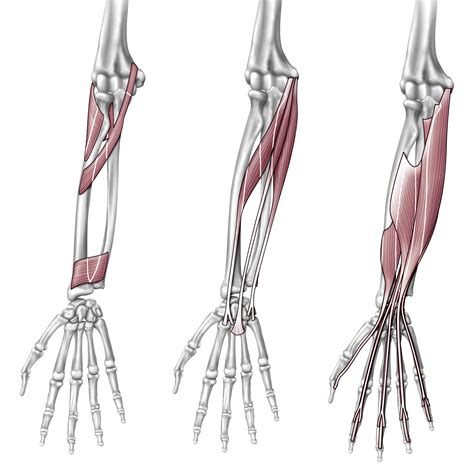 Diagram Of The Muscles In The Forearm Muscles Of The Upper Limb