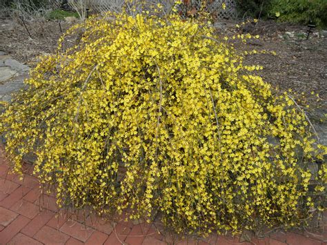 78 Yellow Winter Flowering Shrubs By Doodle