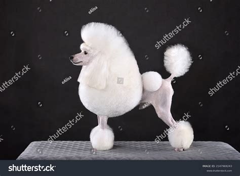 233 Lion White Poodles Images Stock Photos And Vectors Shutterstock