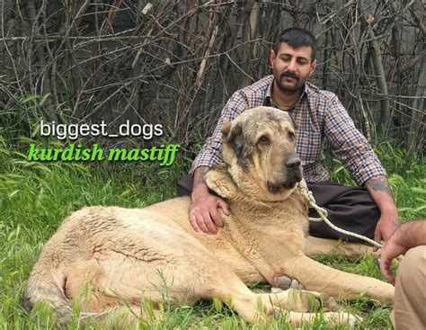 Kurdish Dogs Pshdarpejdar Dogassyrian