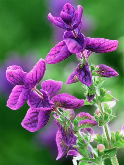 certified organic non gmo clary sage 50 seeds herbs
