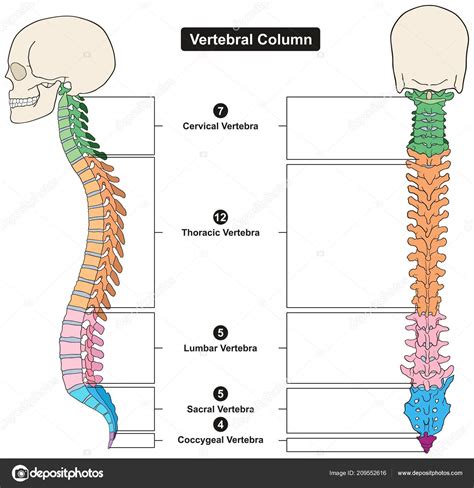 Columna Vertebral Del Cuerpo Humano Diagrama Infográfico Anatomía