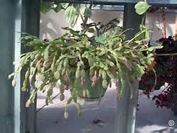 It can wilt and die when the amount of water is not enough. 1336 - Christmas Cactus - PlantTalk ColoradoPlantTalk Colorado