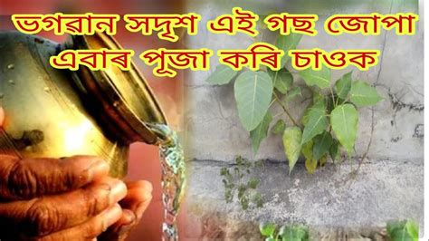 জৱনৰ সকল দখ কষট অতৰবল এই গছ জপ পজ কৰকWorship this tree to