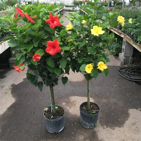 Large Hibiscus Tree Patio Tropicals › Anything Grows