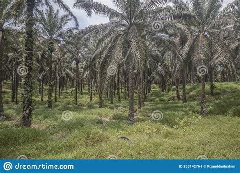 Row Of Palm Oil Trees At Palm Oil Plantation In Terengganu Malaysia