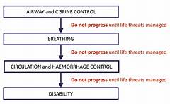 The Trauma Whisperers Swansboro Animal Hospitals Skilled Trauma Management Team