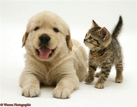Golden Retriever And Kitten Golden Retriever Kitten Retriever Puppy