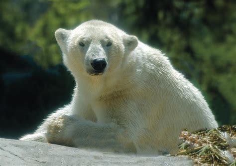Polar Bear Portrait Photograph By William Bitman