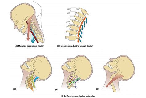Movimientos Articulaciones Intervetebrales Cervicales Diagram Quizlet
