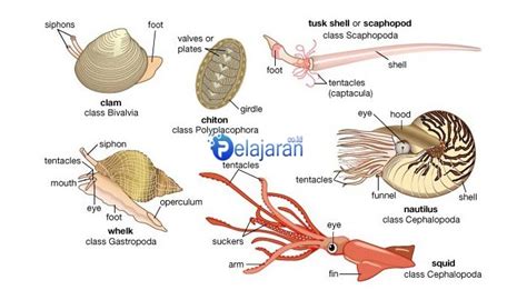 Pengertian Mollusca Ciri Klasifikasi Jenis Contoh Struktur Sistem