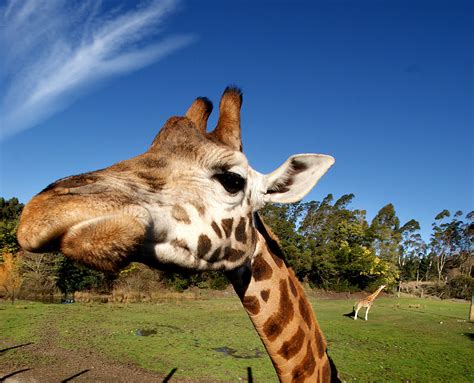 Free Images Animal Zoo Young Mammal Fauna Savanna Giraffe