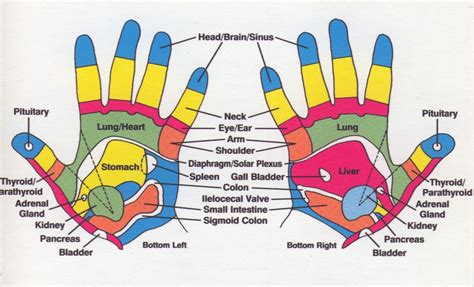 Reflexology Hand Chart Hand Reflexology Reflexology Hand Chart