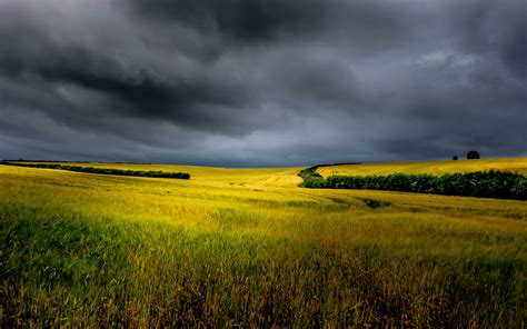 Summer Day Field Of Wheat Sky With Dark Clouds Hd Wallpaper 1920x1200