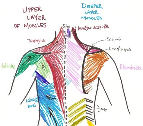 The chest does little more than protect. Female Upper Torso Anatomy : Female Anatomy Upper Body ...