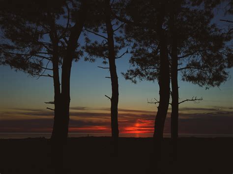 Wallpaper Trees Dark Twilight Outlines Sunset Hd Widescreen