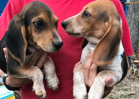 We have different types of beagles available for adoption, and foster. It's a Freedom Ride! The Beagles are Coming! | The Carmel ...