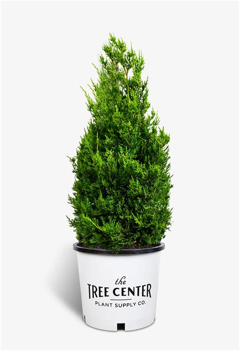 Hollywood Juniper For Sale The Tree Center