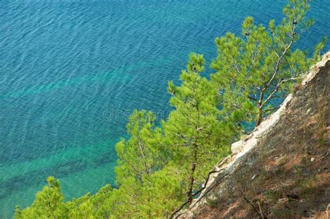 Trees Pine On Seashore Stock Image Image Of Diagonal 44938681