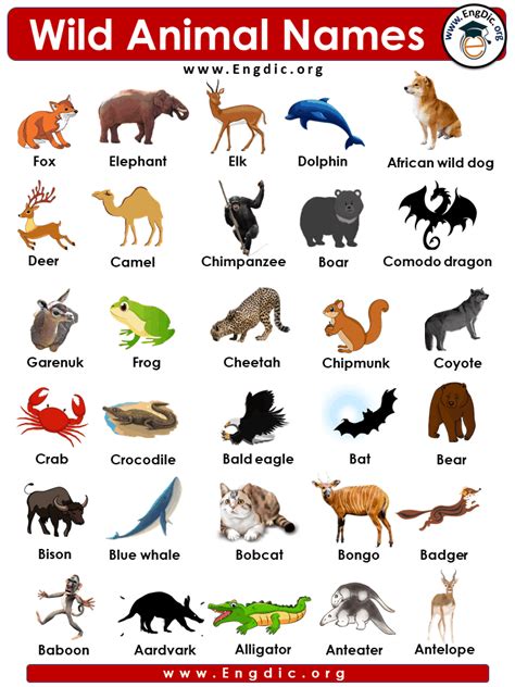 86 Wild Animals Names With Pictures Engdic 2022