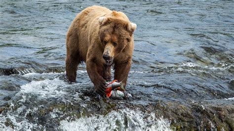 Brown Bears Feed At Brooks Falls In Katmai National Park